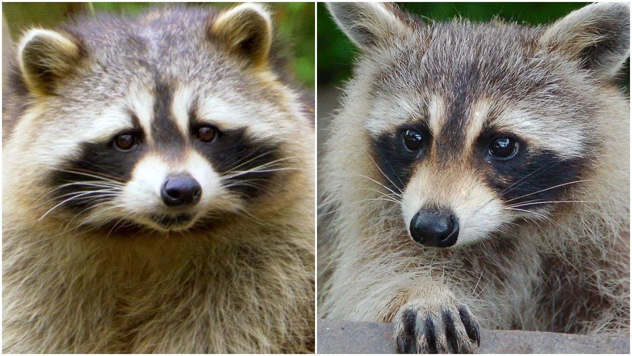 Tanuki (trái) và gấu mèo (phải)