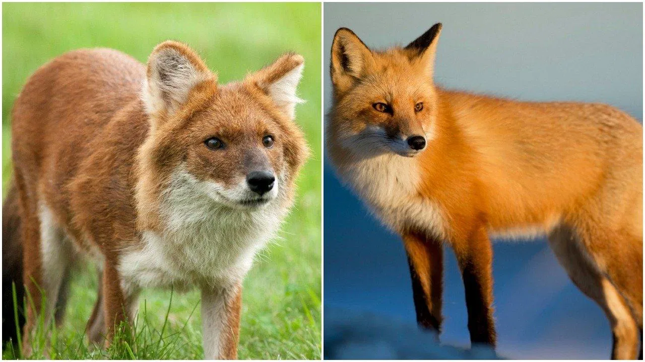 Chó Dhole (trái) và cáo (phải)