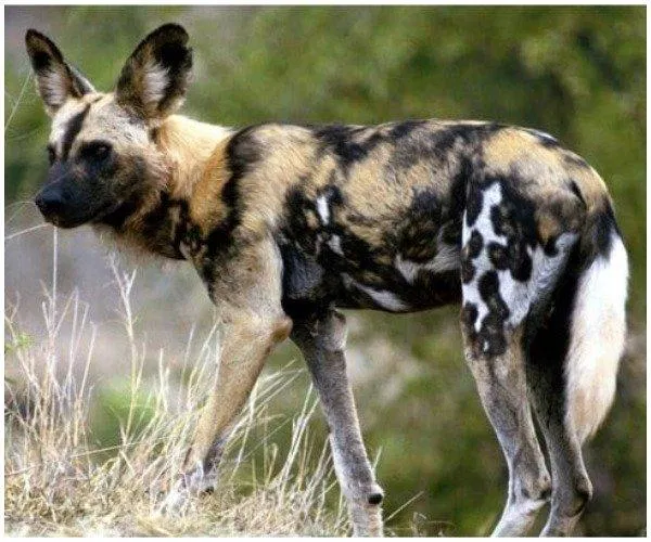 Chó hoang châu Phi