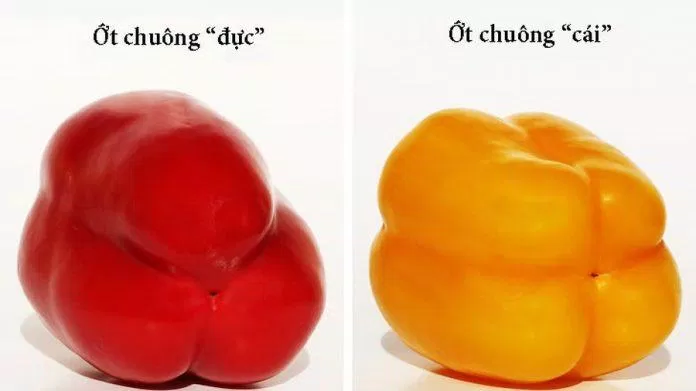 công thức sinh tố tốt cho sức khỏe