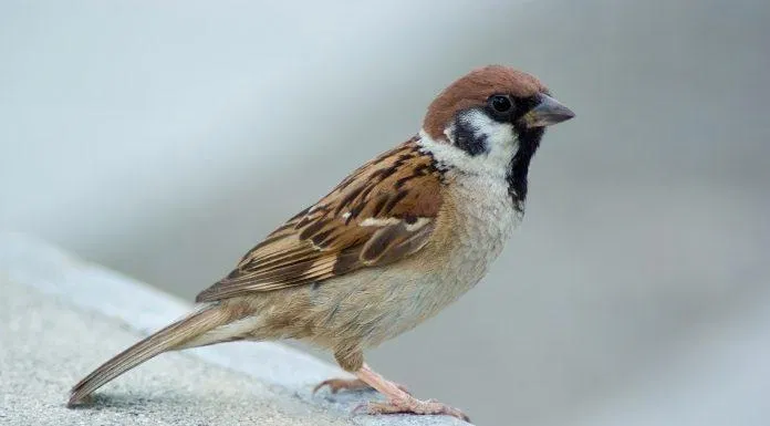 Sự mê tín về loài chim