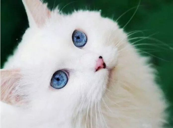 mèo lông trắng