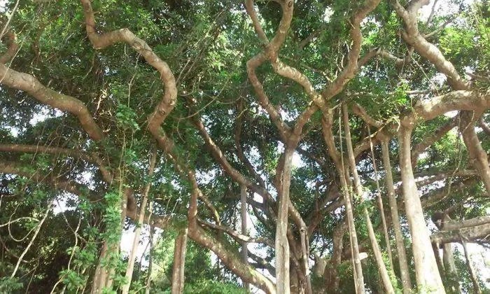 cây đa ngàn năm
