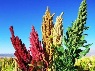hạt diêm mạch quinoa