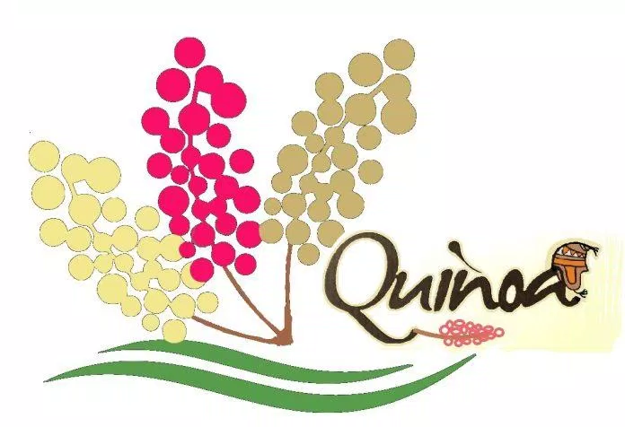 hạt diêm mạch quinoa