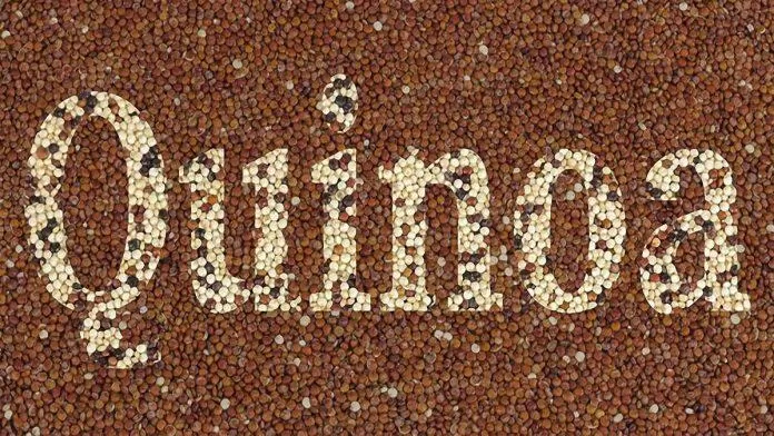 hạt diêm mạch quinoa