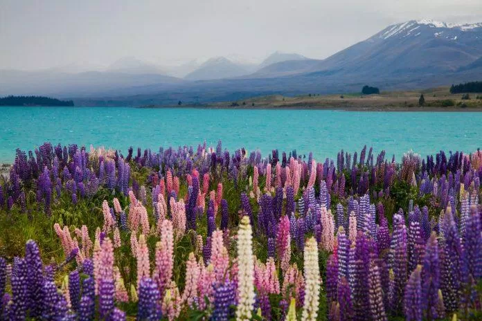 Hồ Tekapo New Zealand
