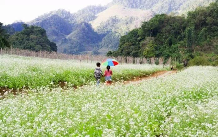 Hoa cải trắng thơ mộng tại Mộc Châu (Nguồn: Internet)