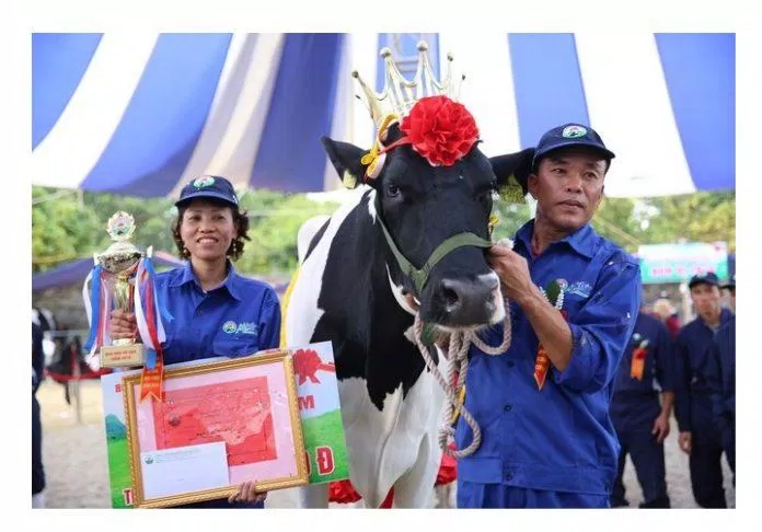 Hoa hậu bò sữa Mộc Châu 2018 (Nguồn: Internet) Hoa hậu bò sữa Mộc Châu 2018 (Nguồn: Internet)
