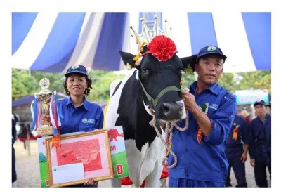 Hoa hậu bò sữa Mộc Châu 2018 (Nguồn: Internet) Hoa hậu bò sữa Mộc Châu 2018 (Nguồn: Internet)