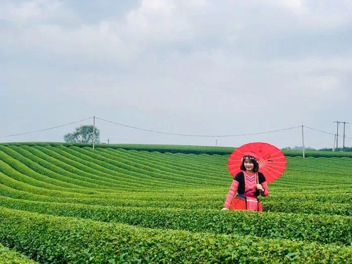 Đồi chè Tân Lập - Mộc Châu (Nguồn: BlogAnChoi) Đồi chè Tân Lập - Mộc Châu (Nguồn: BlogAnChoi)