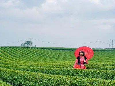 Đồi chè Tân Lập - Mộc Châu (Nguồn: BlogAnChoi) Đồi chè Tân Lập - Mộc Châu (Nguồn: BlogAnChoi)