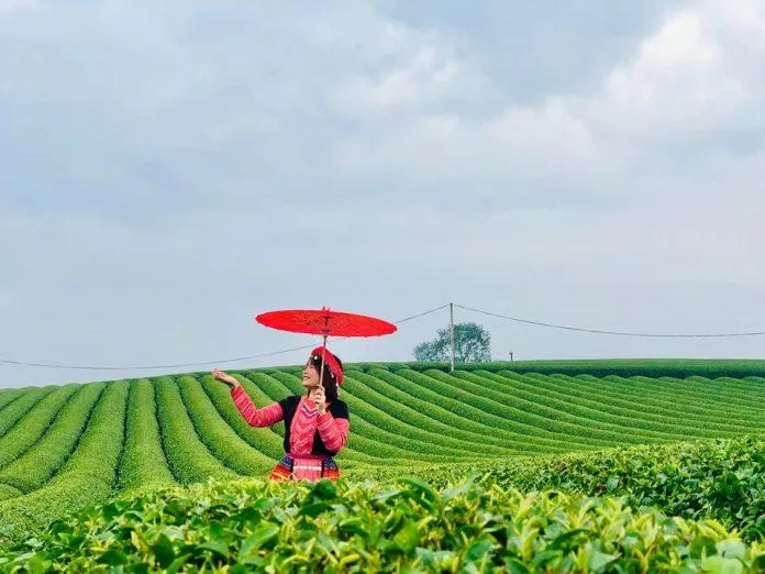 Đồi chè Mộc Châu (Nguồn: BlogAnChoi) Đồi chè Mộc Châu (Nguồn: BlogAnChoi)