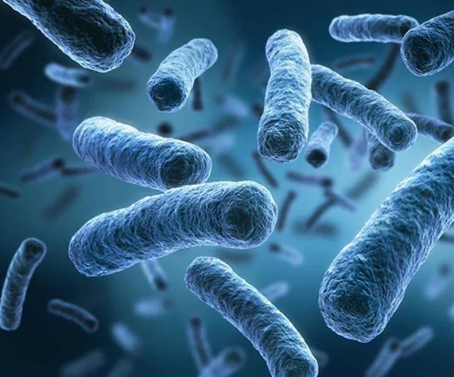 Vi khuẩn đường ruột