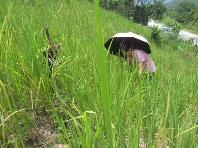 lúa trên đồi