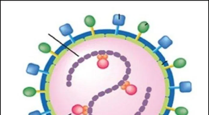 virus sởi
