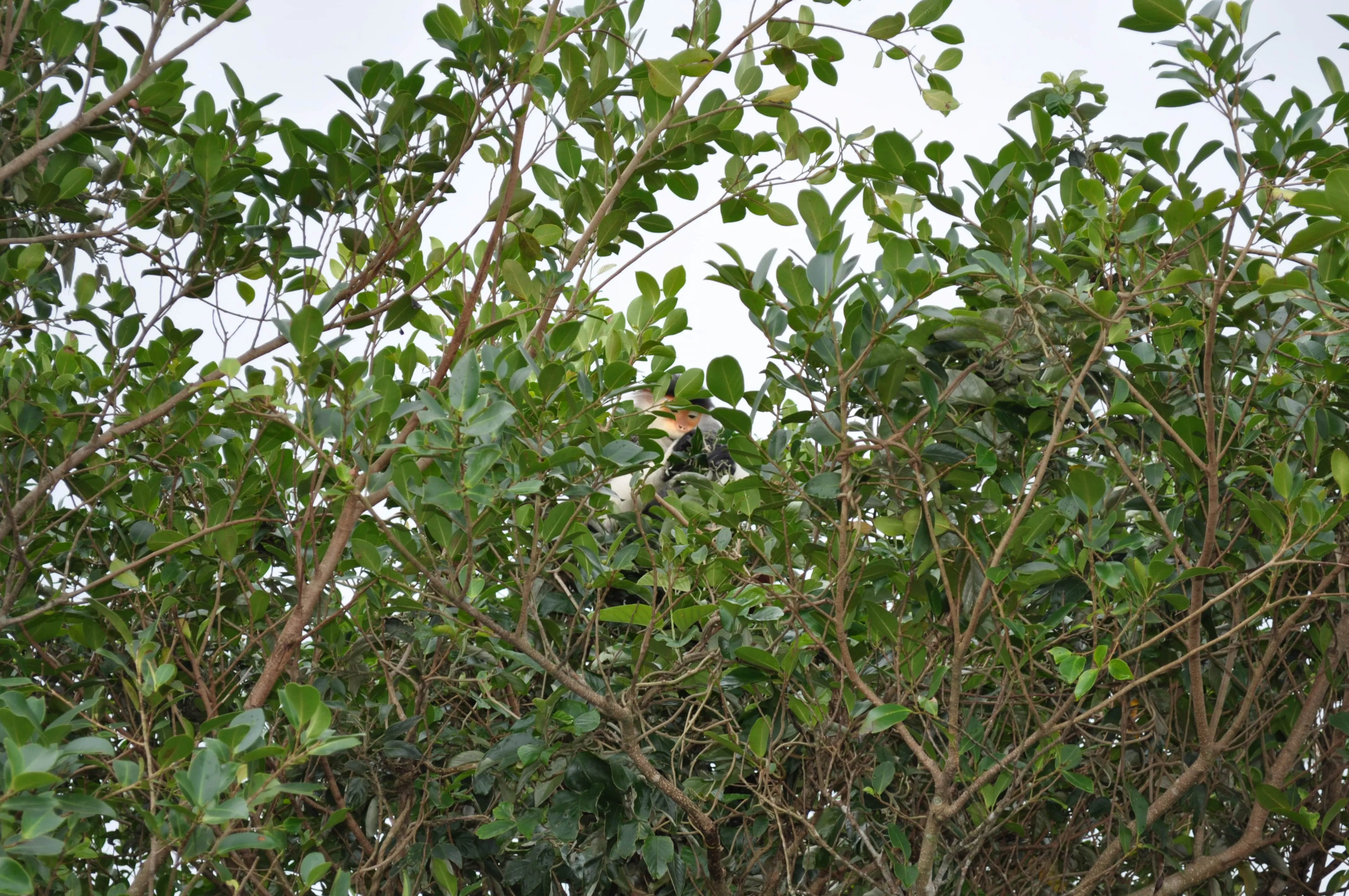 vooc chà vá chân nâu