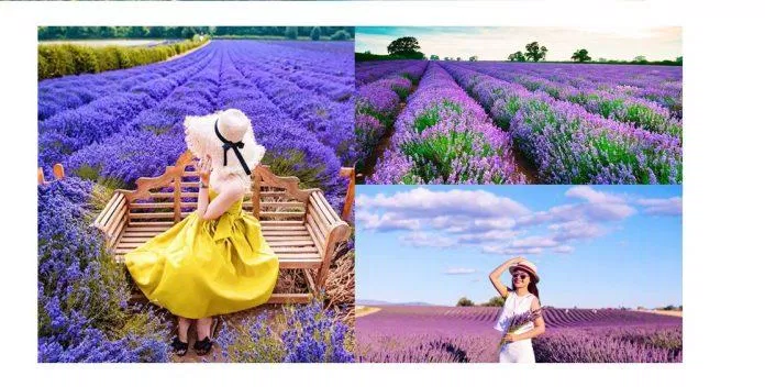Cánh đồng hoa Lavender Đà Lạt (Nguồn: Internet)