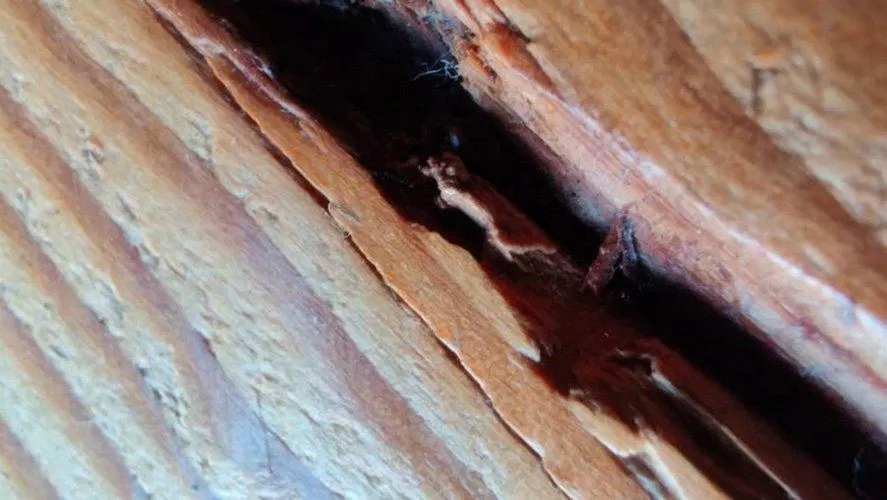 oneplus 7t Ảnh chụp macro trên OnePlus 7T cho thấy rõ được từng đường vân gỗ. Ảnh: internet