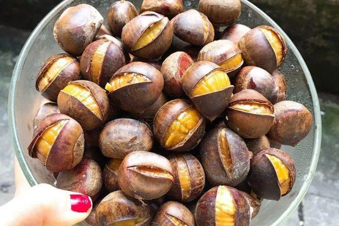 Hạt dẻ Trùng Khánh - Đặc sản Cao Bằng (Nguồn: Internet) Hạt dẻ Trùng Khánh - Đặc sản Cao Bằng (Nguồn: Internet)