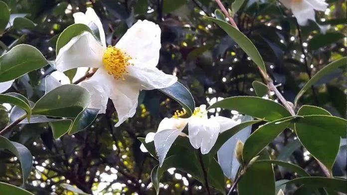 Hoa sở - Loài hoa mang sắc trắng tinh khôi 