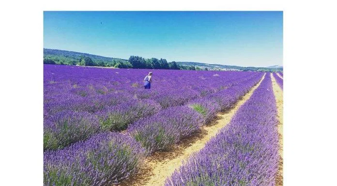 Đồi hoa Lavender Đà Lạt (Nguồn: Internet) Đồi hoa Lavender Đà Lạt (Nguồn: Internet)