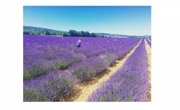 Đồi hoa Lavender Đà Lạt (Nguồn: Internet)