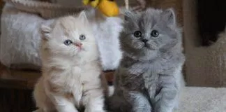 Mèo Cảnh