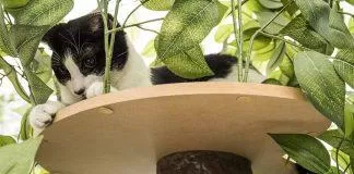 nhà cây cho mèo cat tree