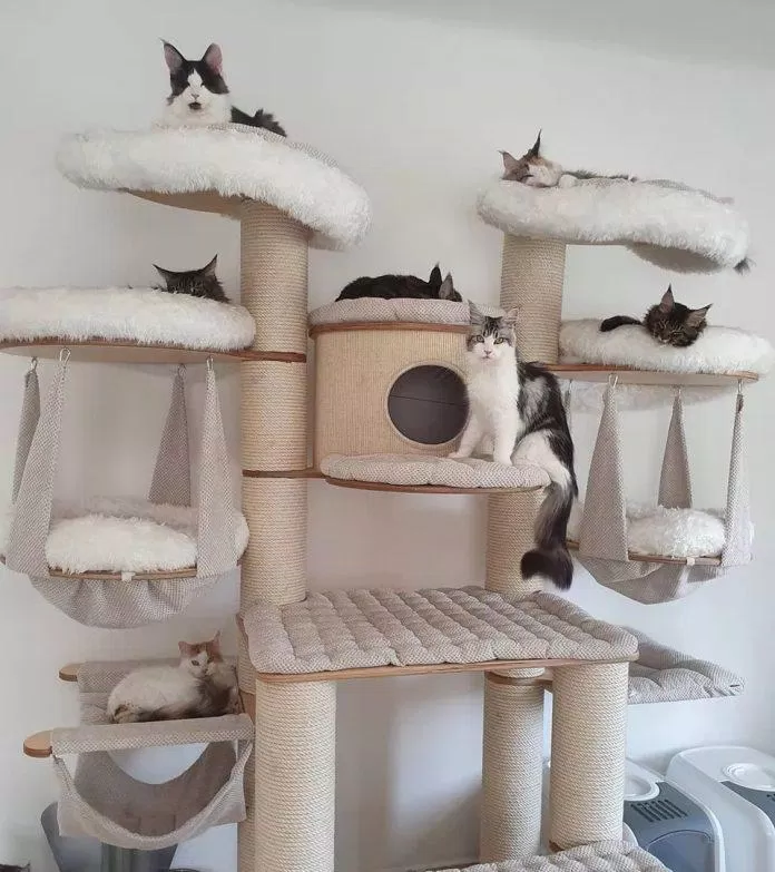 nhà cây cho mèo cat tree 