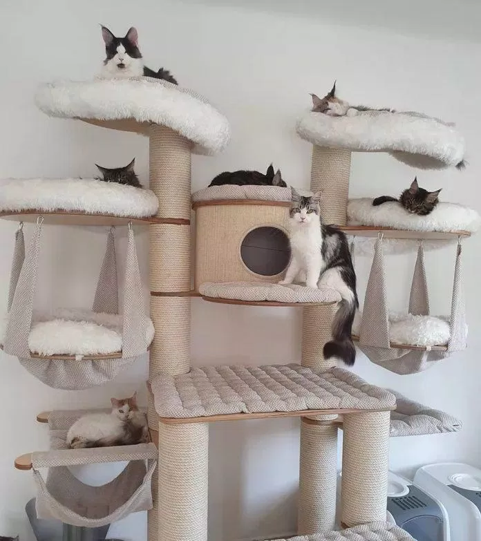 nhà cây cho mèo cat tree
