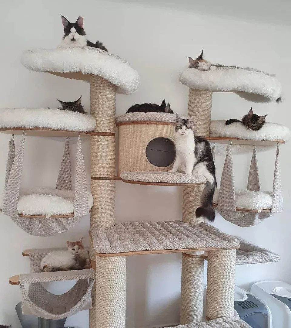 nhà cây cho mèo cat tree