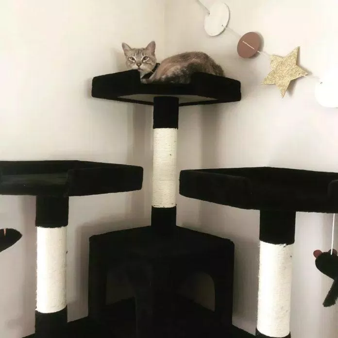 nhà cây cho mèo cat tree