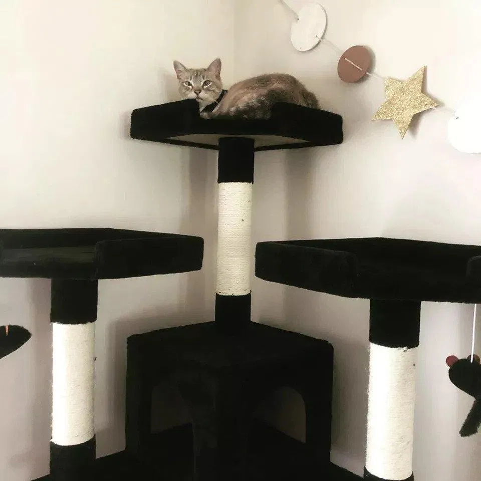 nhà cây cho mèo cat tree