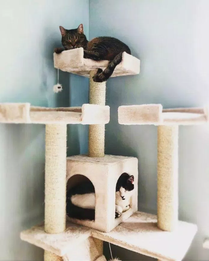 nhà cây cho mèo cat tree