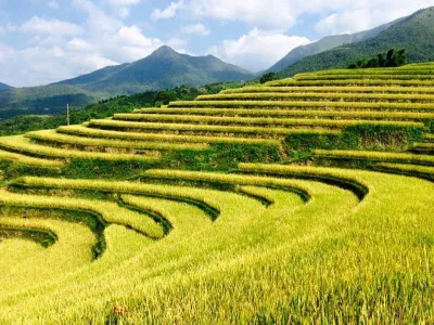Ruộng bậc thang ở Bình Liêu với mùa lúa chín vàng Ruộng bậc thang ở Bình Liêu với mùa lúa chín vàng