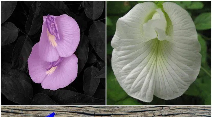 trà hoa đậu biếc