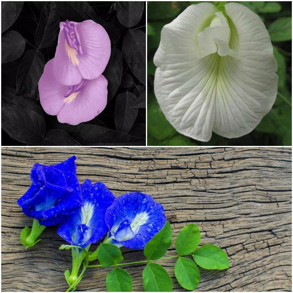 trà hoa đậu biếc