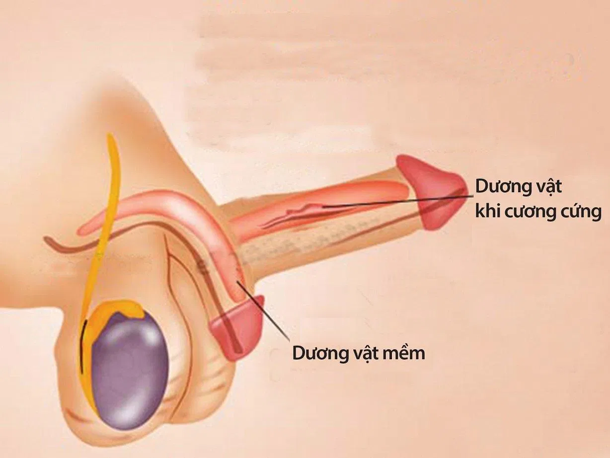 rối loạn cương dương