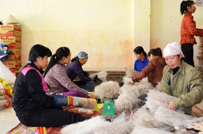 Người dân tại cơ sở sản xuất miến Bình Liêu đang đóng gói sản phẩm Người dân tại cơ sở sản xuất miến Bình Liêu đang đóng gói sản phẩm