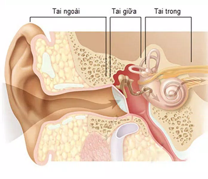 Giải phẫu tai cơ bản