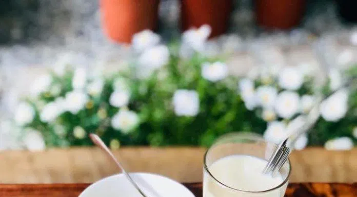 Tiệm cà phê Hiên cúc trắng