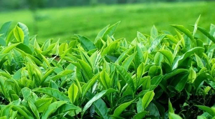 Chiết xuất trà xanh một trong số những thành phần chính tạo nên sản phẩm kem dưỡng ẩm Innisfree Green Tea Seed Cream (ảnh: internet).