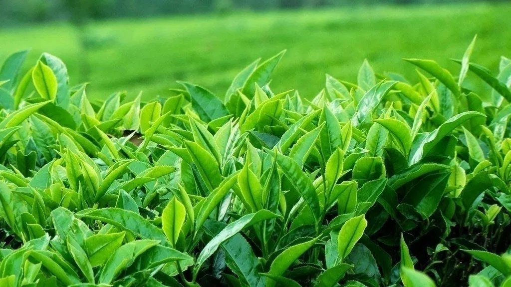 Chiết xuất trà xanh một trong số những thành phần chính tạo nên sản phẩm kem dưỡng ẩm Innisfree Green Tea Seed Cream (ảnh: internet).