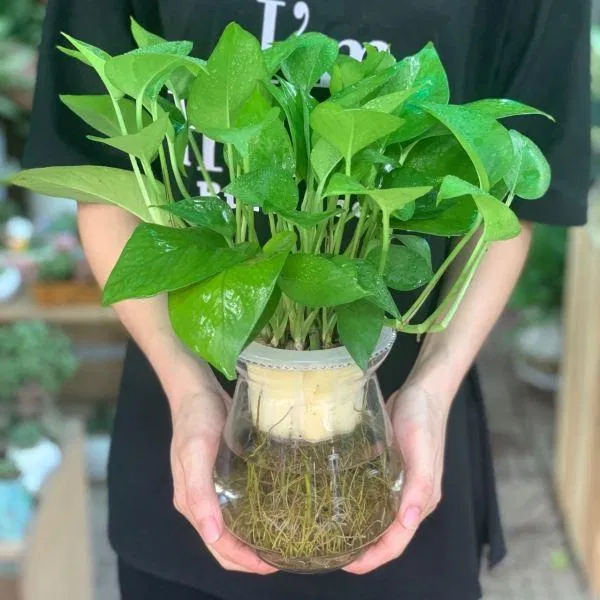 quà tết tặng bố mẹ
