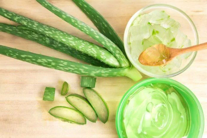 Nha đam giàu vitamin A, C, E có tác dụng tốt cho làn da và phát triển lông mi rất tốt. (nguồn ảnh: internet.) Nha đam giàu vitamin A, C, E có tác dụng tốt cho làn da và phát triển lông mi rất tốt. (nguồn ảnh: internet.)