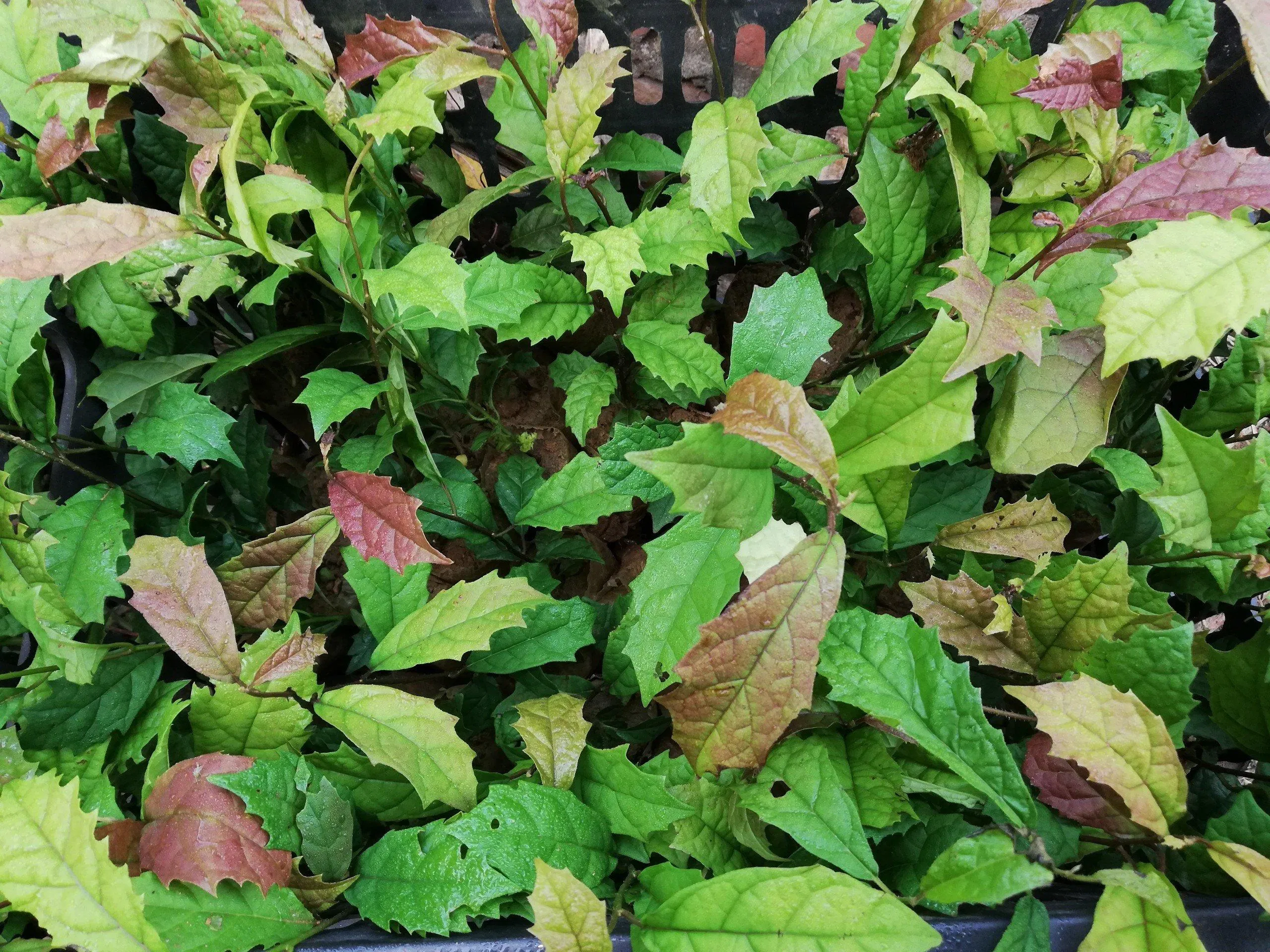 Cây xạ đen Hòa Bình nổi tiếng với công dụng thần kfi của nó. (Nguồn: internet).