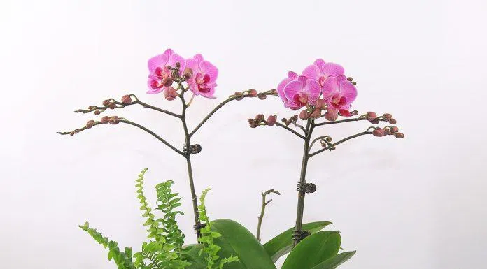 quà tết tặng bố mẹ