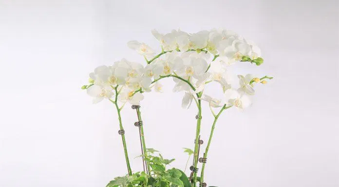 quà tết tặng bố mẹ
