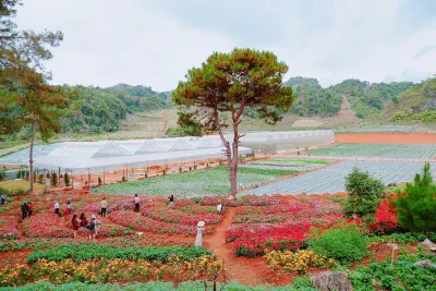 Chimi Farm một khu vườn xinh xắn cạnh rừng thông bản Áng